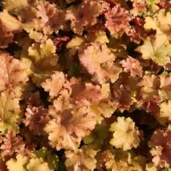Heuchera Marmalade (PBR) | 9cm Pot