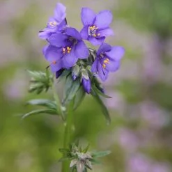 Polemonium Caeruleum | 9cm Pot