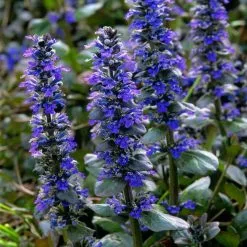 Ajuga Reptans Catlin's Giant | 9cm Pot