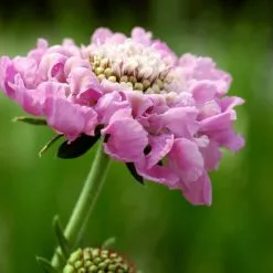 Scabiosa Pink Mist | 9cm Pot