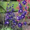Delphinium King Arthur Group | 9cm Pot -Perennial Plants Sales Store RH30003915 4cdb