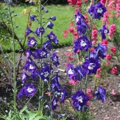 Delphinium King Arthur Group | 9cm Pot