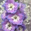 Delphinium Cameliard Group | 9cm Pot