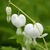 Lamprocapnos Spectabilis Alba | 9cm Pot -Perennial Plants Sales Store RH30003921 fb49