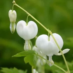Lamprocapnos Spectabilis Alba | 9cm Pot