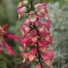 Digitalis X Valinii Illumination Pink ('Tmdgfp001') (PBR) (Illumination Series) | 9cm Pot -Perennial Plants Sales Store RH30003928 72d5