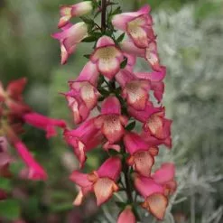 Digitalis X Valinii Illumination Pink ('Tmdgfp001') (PBR) (Illumination Series) | 9cm Pot