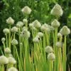 Allium Fistulosum | 9cm Pot