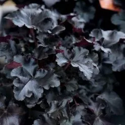Heuchera Black Pearl (Primo Series) | 9cm Pot
