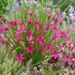 Rhodohypoxis Beverly (PBR) | 9cm Pot