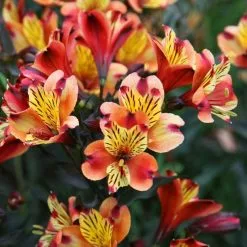 Alstroemeria Indian Summer ('Tesronto') (PBR) (Summer Paradise Series) | 11cm Pot