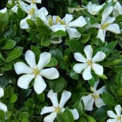 Gardenia Jasminoides Pinwheel ('Piiga-i') | 9cm Pot