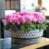 Cyclamen Persicum Verano Neon Pink (Super Verano Series) | 9cm Pot