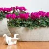 Cyclamen Persicum Verano Dark Violet (Super Verano Series) | 9cm Pot