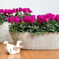 Cyclamen Persicum Verano Dark Violet (Super Verano Series) | 9cm Pot