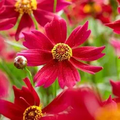 Coreopsis Bloomsation Dragon ('URIBL01') (PBR) | 9cm Pot
