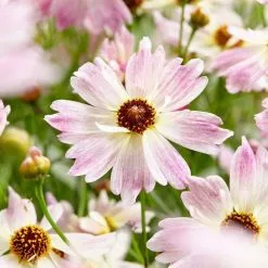 Coreopsis Bloomsation Chameleon ('URIBL02') (PBR) | 9cm Pot