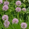 Allium Angulosum Summer Beauty | 9cm Pot