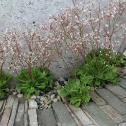 Saxifraga × Urbium | 9cm Pot