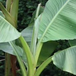 Musa Basjoo | 12cm Pot