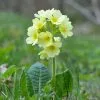 Primula Elatior | 9cm Pot -Perennial Plants Sales Store RH30004135 5d6f