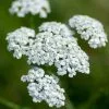 Achillea Millefolium | 9cm Pot