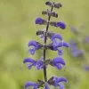 Salvia Pratensis | 9cm Pot 2 Salvia Pratensis | 9cm Pot -Perennial Plants Sales Store RH30004140 2beb