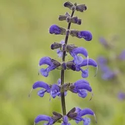 Salvia Pratensis | 9cm Pot