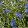 Glandora Prostrata Heavenly Blue | 9cm Pot