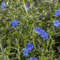Glandora Prostrata Heavenly Blue | 9cm Pot