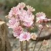Lewisia Cotyledon | 9cm Pot