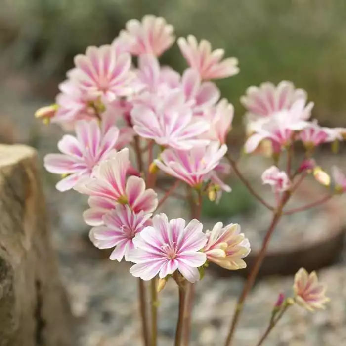 Lewisia Cotyledon | 9cm Pot 3 Lewisia Cotyledon | 9cm Pot