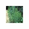 Artemisia Dracunculus French | 9cm Pot