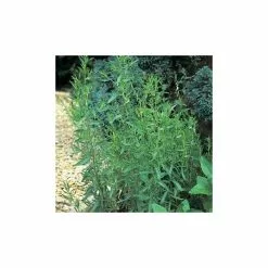 Artemisia Dracunculus French | 9cm Pot