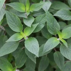 Salvia Elegans | 9cm Pot
