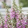 Digitalis Pink Panther | 9cm Pot 1 Digitalis Pink Panther | 9cm Pot -Perennial Plants Sales Store RH30004192 45db