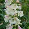 Penstemon Arabesque Appleblossom | 9cm Pot