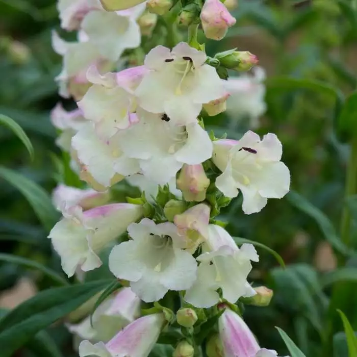 Penstemon Arabesque Appleblossom | 9cm Pot 3 Penstemon Arabesque Appleblossom | 9cm Pot