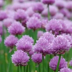 Allium Schoenoprasum | 9cm Pot