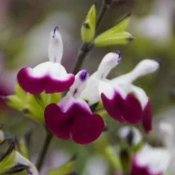 Salvia Amethyst Lips ('Dyspurp') (PBR) | 9cm Pot
