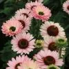 Echinacea SunSeekers Salmon ('IFECSSSAL') (PBR) (SunSeekers Series) | 9cm Pot