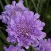Scabiosa Flutter Deep Blue ('Balfluttdelu') (PBR) (Flutter Series) | 9cm Pot