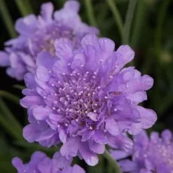 Scabiosa Flutter Deep Blue ('Balfluttdelu') (PBR) (Flutter Series) | 9cm Pot