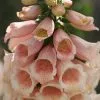 Digitalis Purpurea Dalmatian Peach (Dalmatian Series) | 9cm Pot -Perennial Plants Sales Store RH30004270 c19e