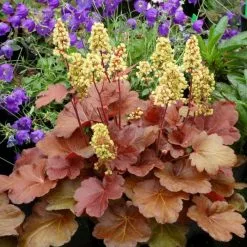 Heuchera Blondie (Little Cutie Series) (PBR) | 9cm Pot