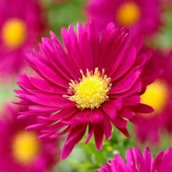 Symphyotrichum Novi-belgii Crimson Brocade | 9cm Pot