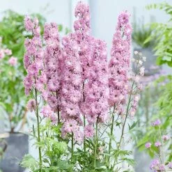 Delphinium Flamenco ('Coadelfla') (PBR) (Highlander Series) | 9cm Pot
