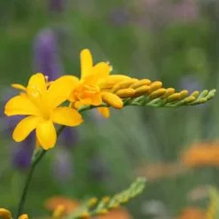 Crocosmia Paul's Best Yellow | 9cm Pot