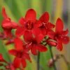 Crocosmia Hellfire | 9cm Pot -Perennial Plants Sales Store RH30004345 060b