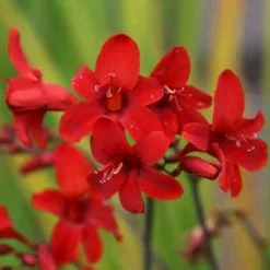 Crocosmia Hellfire | 9cm Pot